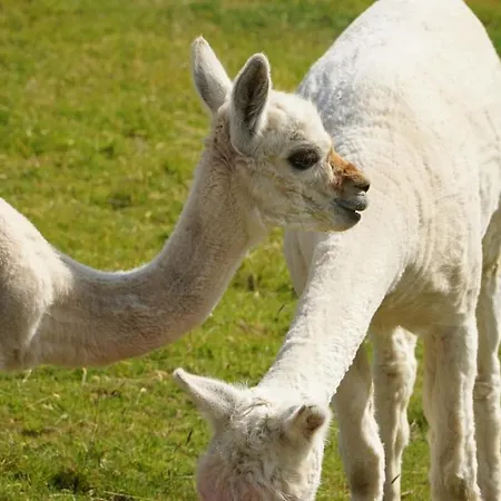 Ferienhaus Hillcrest