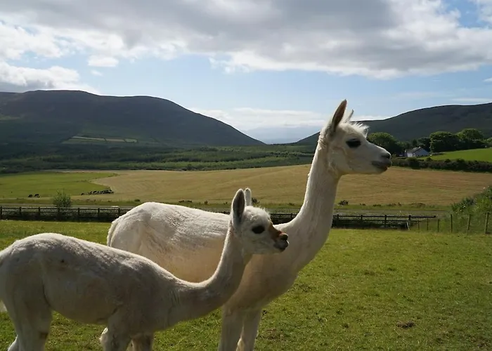 Hillcrest * Anascaul